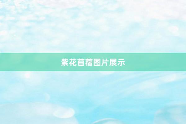 紫花苜蓿图片展示